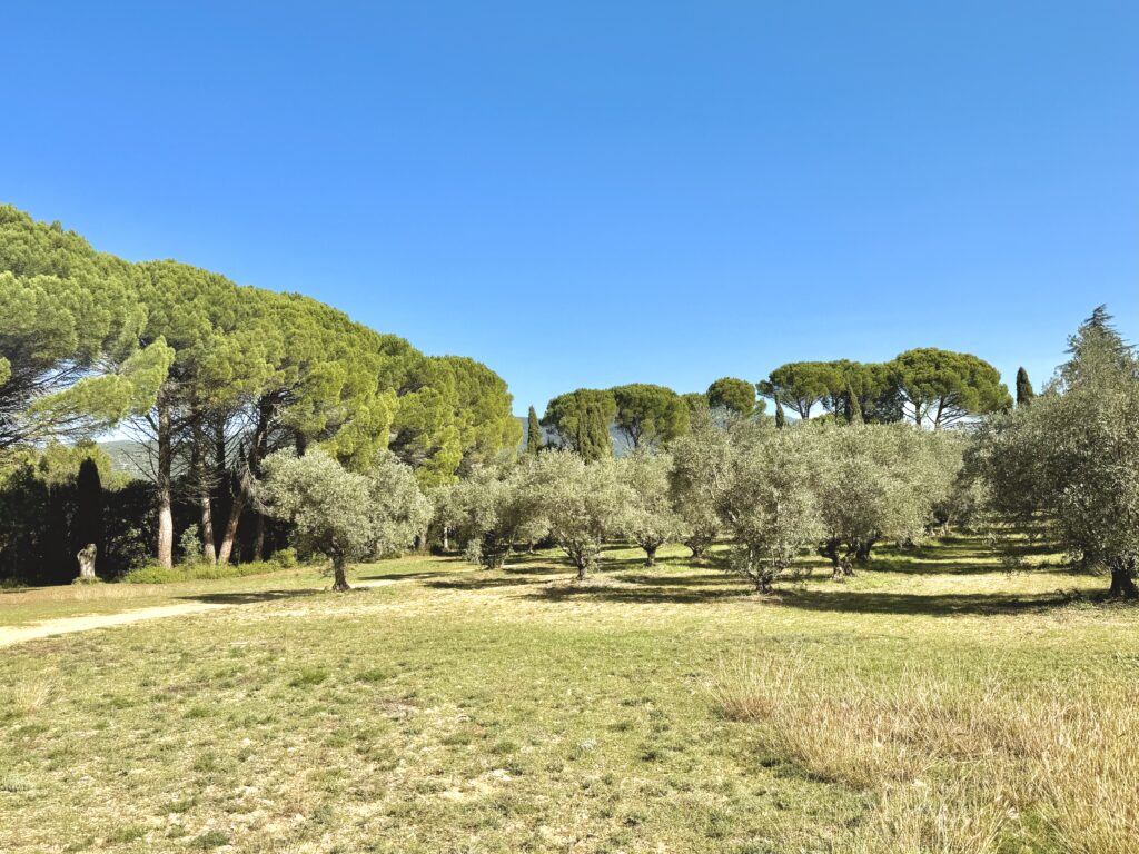 olivier oliveraie Provence lourmarin