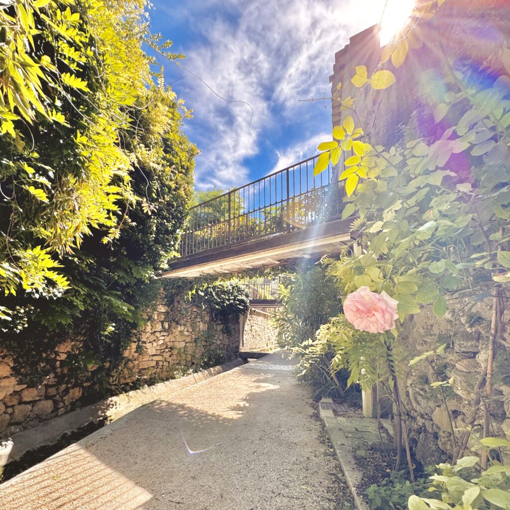 Provence village lourmarin rosier